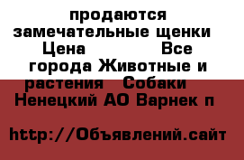 продаются замечательные щенки › Цена ­ 10 000 - Все города Животные и растения » Собаки   . Ненецкий АО,Варнек п.